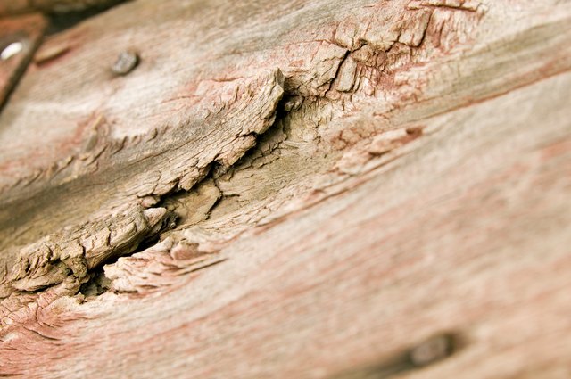 Dry Rot In Wood | Saginaw, MI