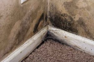 Mold Removal | Grand Rapids, MI | Everdry Waterproofing of Greater Grand Rapids